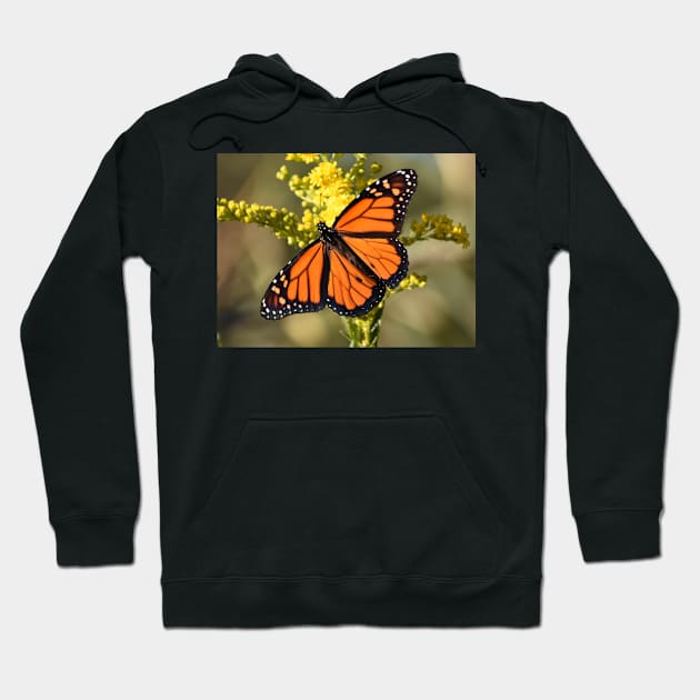 Monarch Butterfly 100320 Hoodie by ToniaDelozier